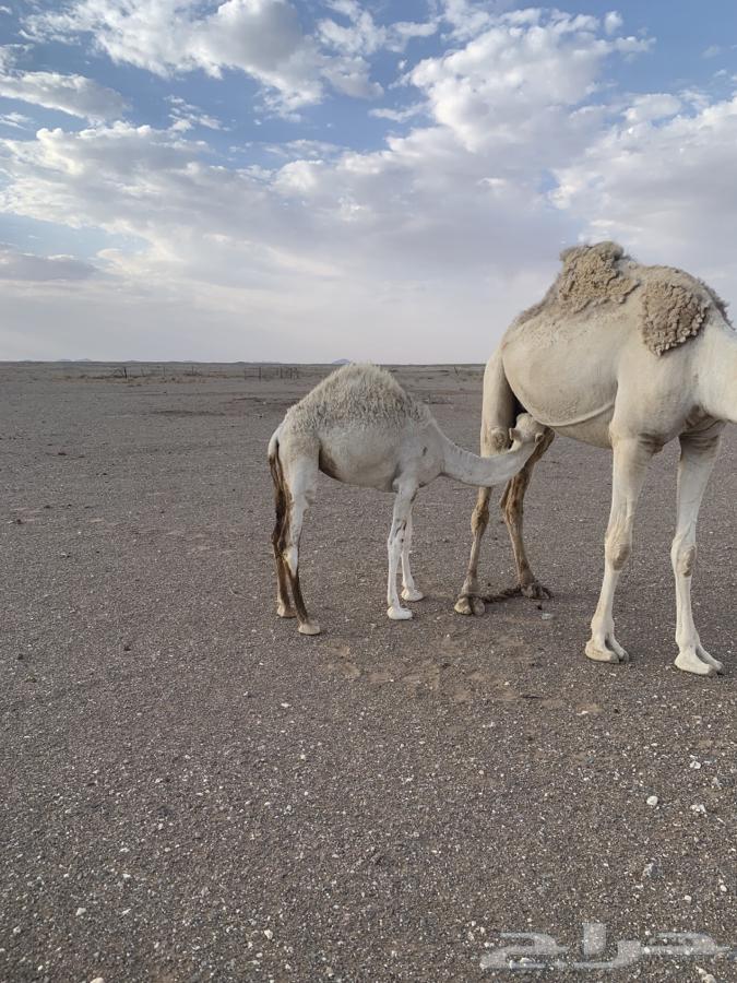 حشو للبيع64387090272003110