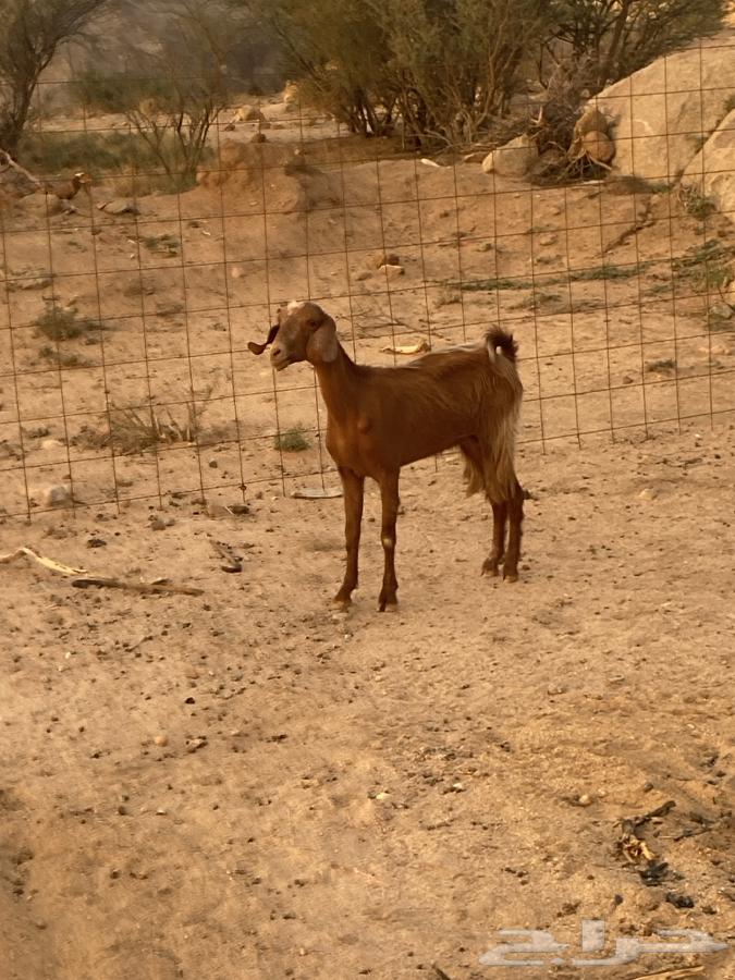 جفره ثنيه للبيع64379790529283112