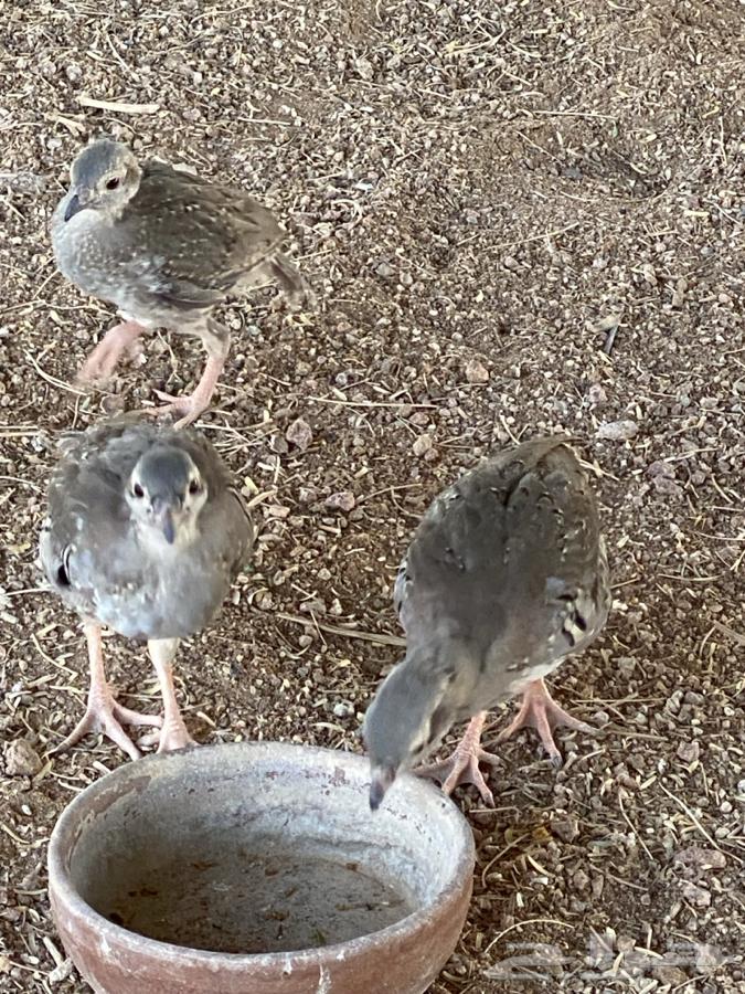 فروخ شنير 5شهور64390967645570110