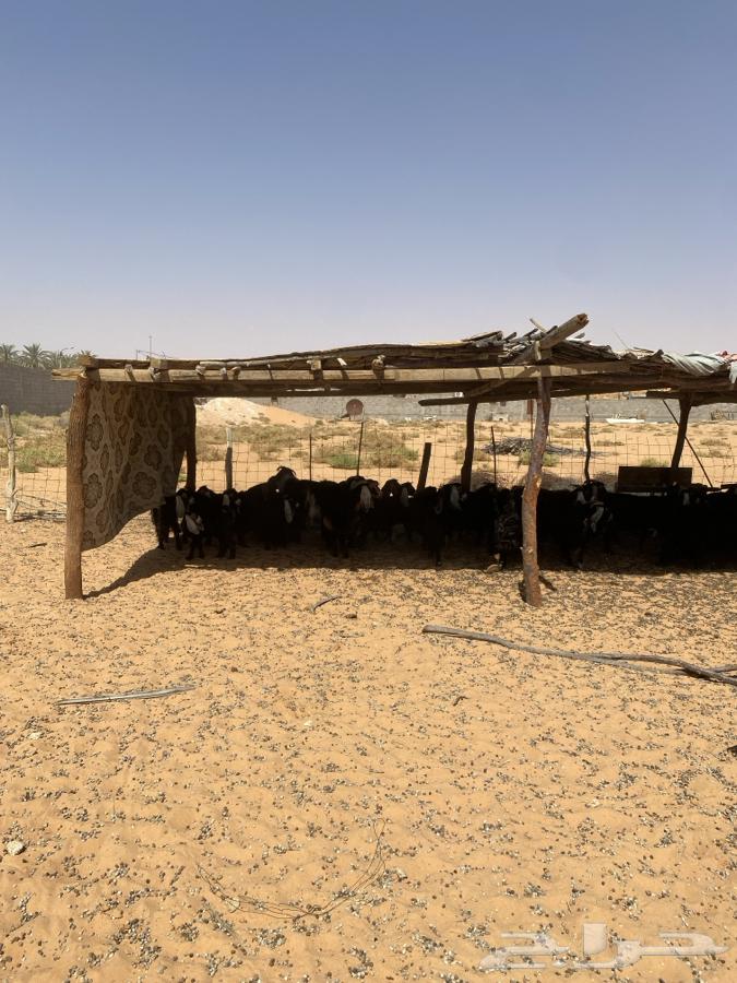 معزا مراح للبيع (50راس ) الحد950 البيع مستعجل64381219050881111