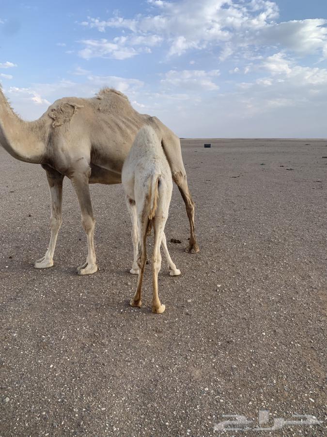 حشو للبيع64387090272003112