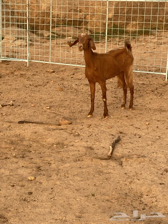 جفره ثنيه للبيع64379790529283111