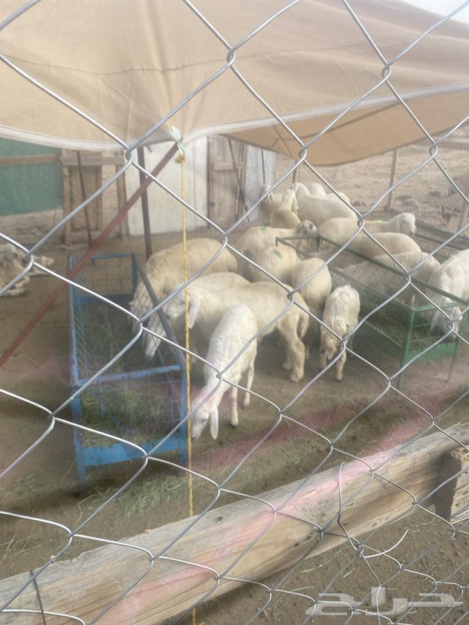 بهم للبيع.64380521628675110