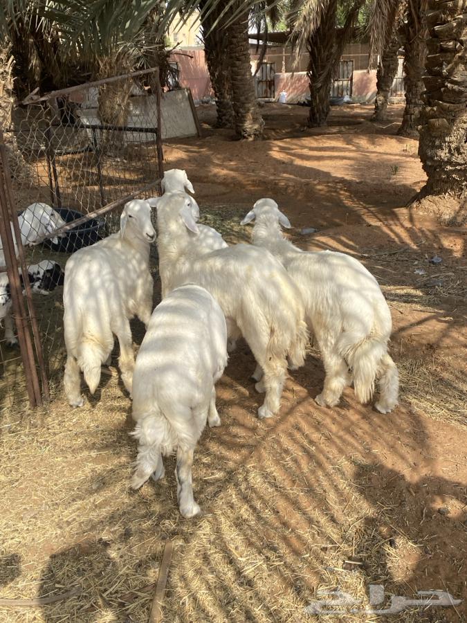 طليان حريات للبيع64383094789121110