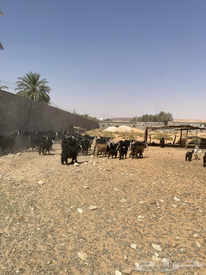 معزا مراح للبيع (50راس ) الحد950 البيع مستعجل64381219050881110