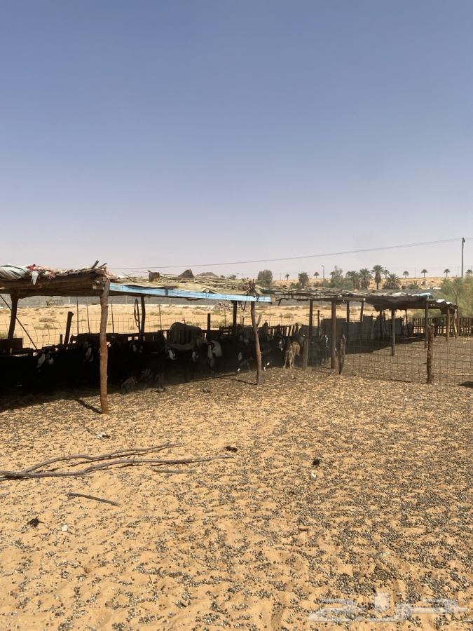 معزا مراح للبيع (50راس ) الحد950 البيع مستعجل64381219050881113