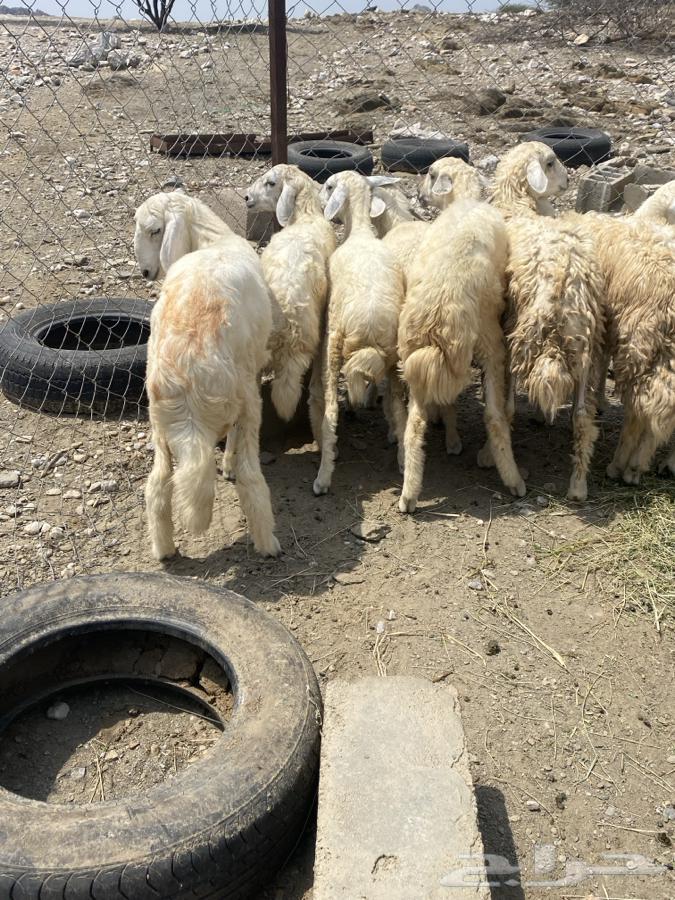 طليان فواخر64389806023554113