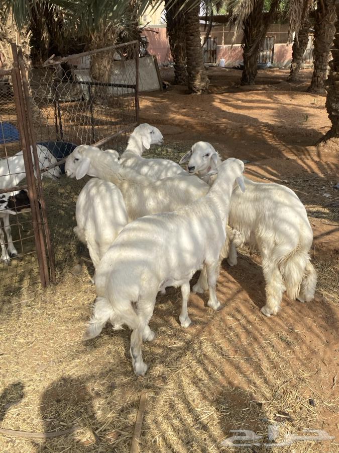 طليان حريات للبيع64383094789121111