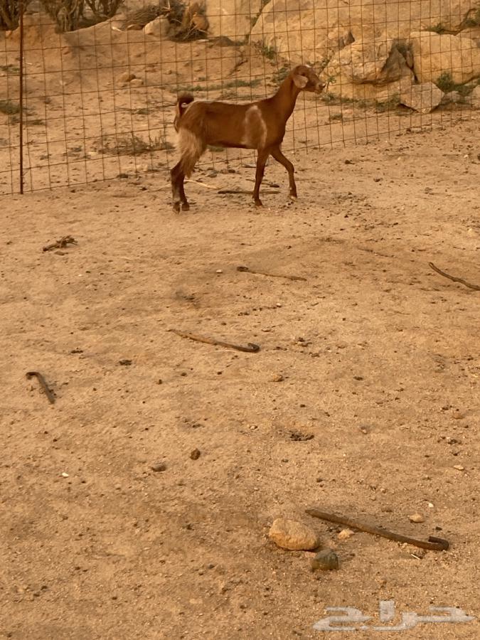 جفره ثنيه للبيع64379790529283110