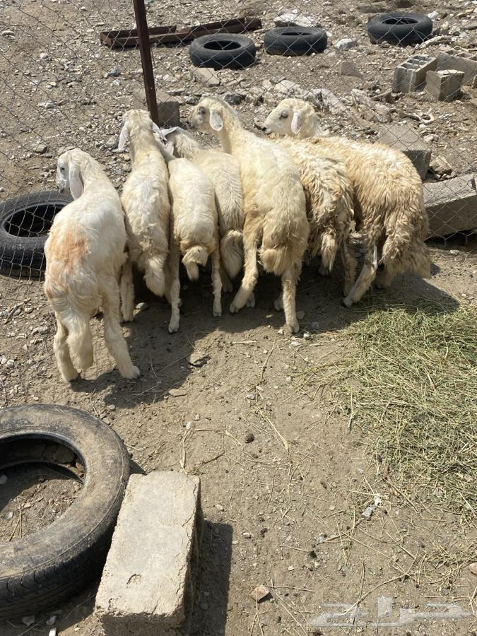 طليان فواخر64389806023554110