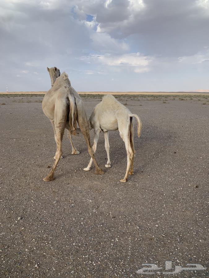 حشو للبيع64387090272003113