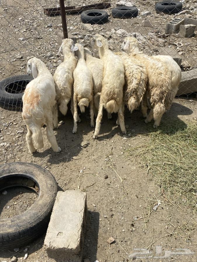 طليان فواخر64389806023554111