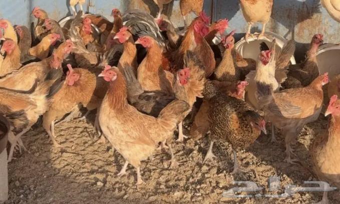 دجاج بلدي وفيومي للبيع64380652910979110