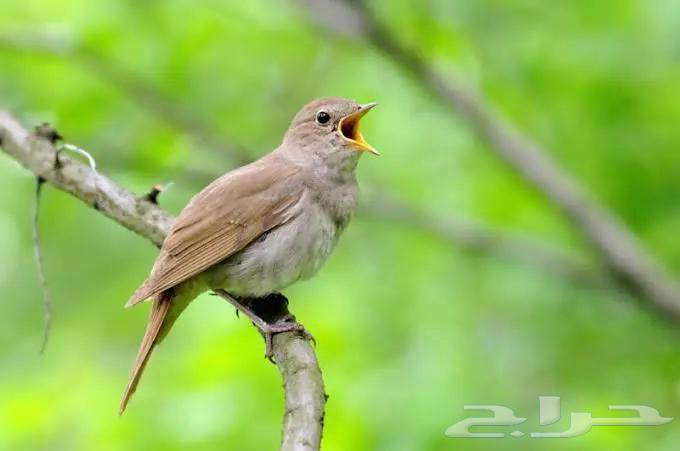 طائر العندليب64392210111362111