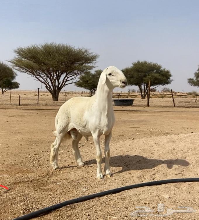 مشروع فحل حري نادر64381562195203111