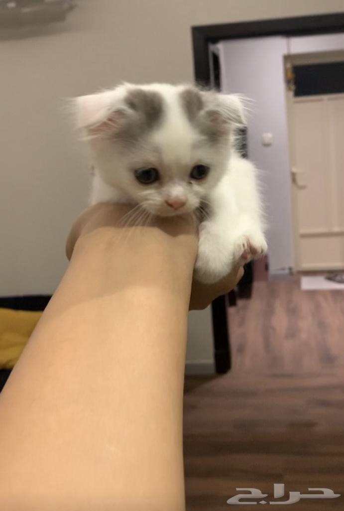 قطط للبيع64389364278659110