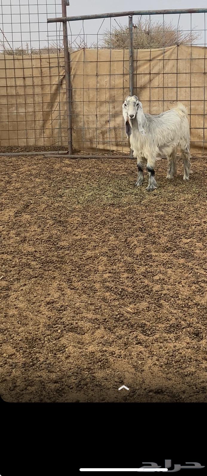 تيوس مخصاء64388578491649111