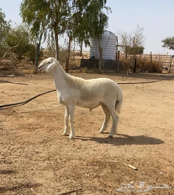 مشروع فحل حري نادر64381562195203110