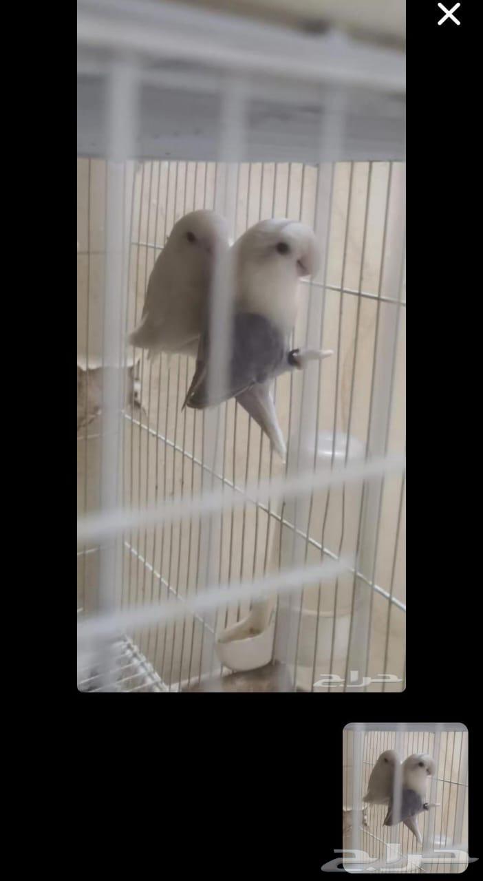 Zouj Rous64384799933827110