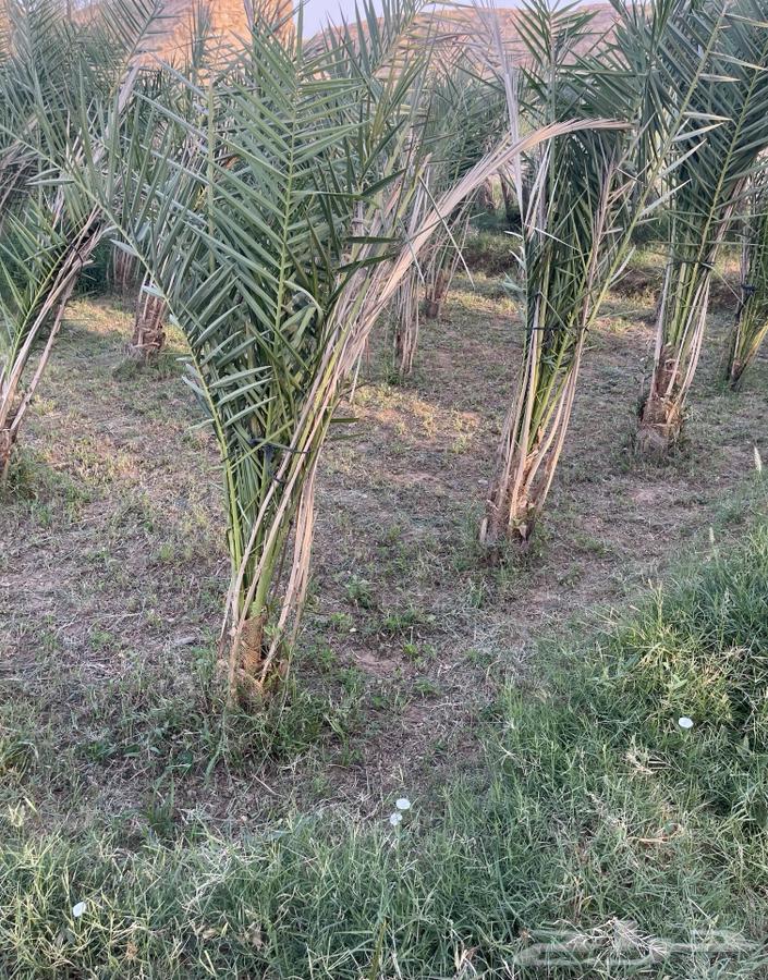 نقايل صقعي64385369942531114