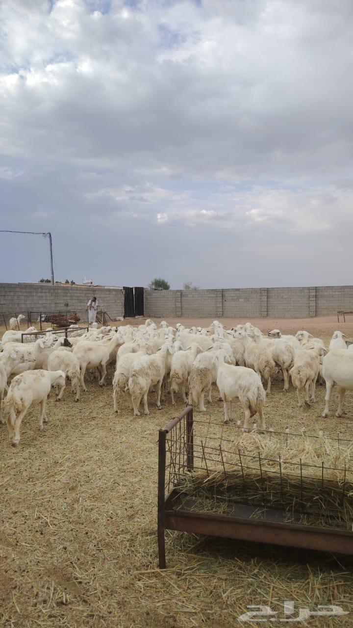 للبيع ضان حريات صنف منوة القناي مقنوي 100 بفحوله 264379856726017112