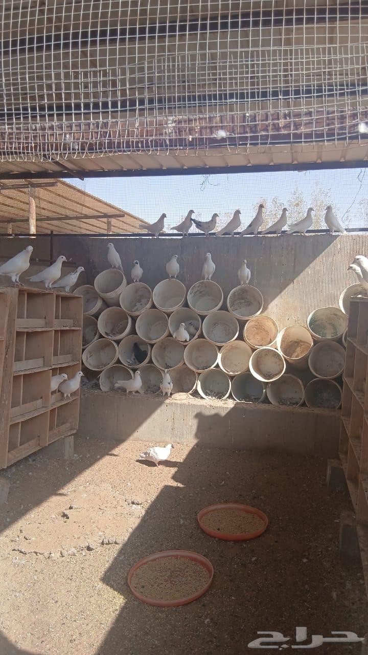 حمام للبيع64381767860867111