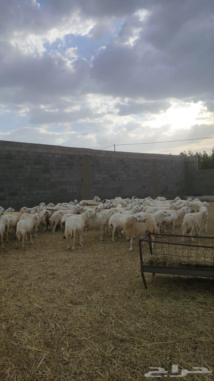 للبيع ضان حريات صنف منوة القناي مقنوي 100 بفحوله 264379856726017113