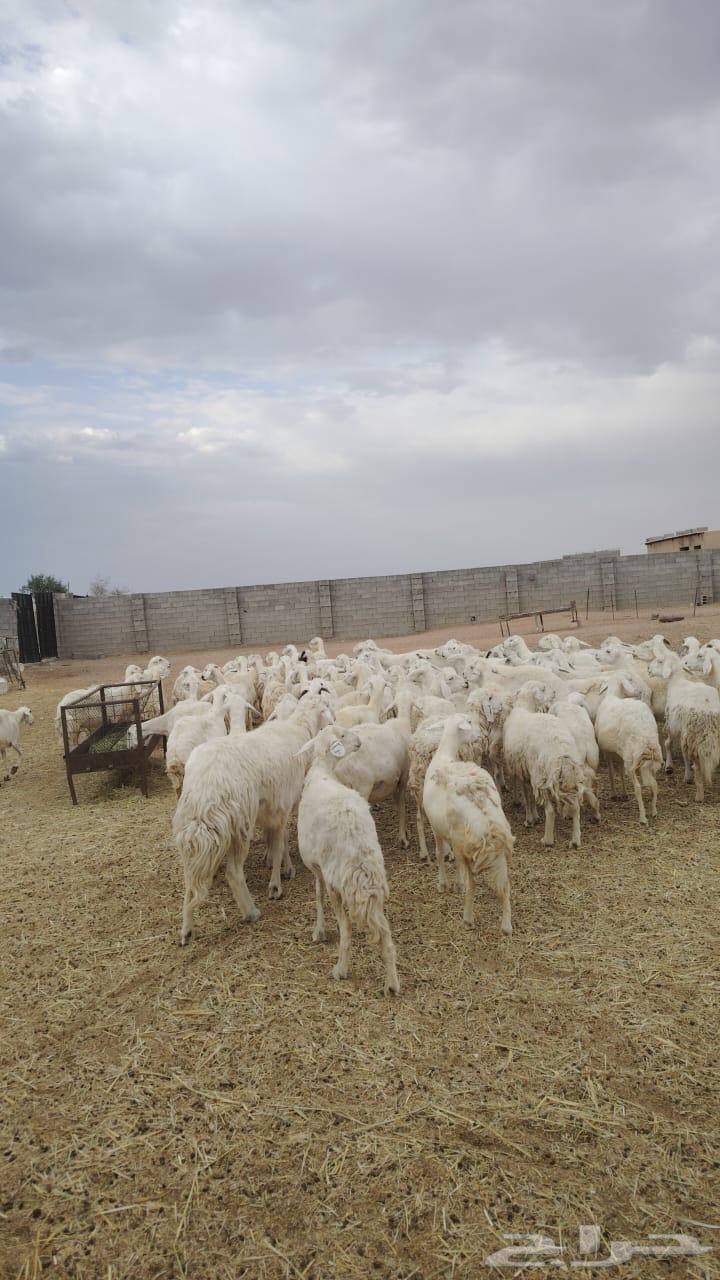 للبيع ضان حريات صنف منوة القناي مقنوي 100 بفحوله 264379856726017110