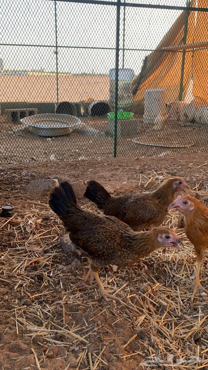 للبيع دجاج64390953562497111