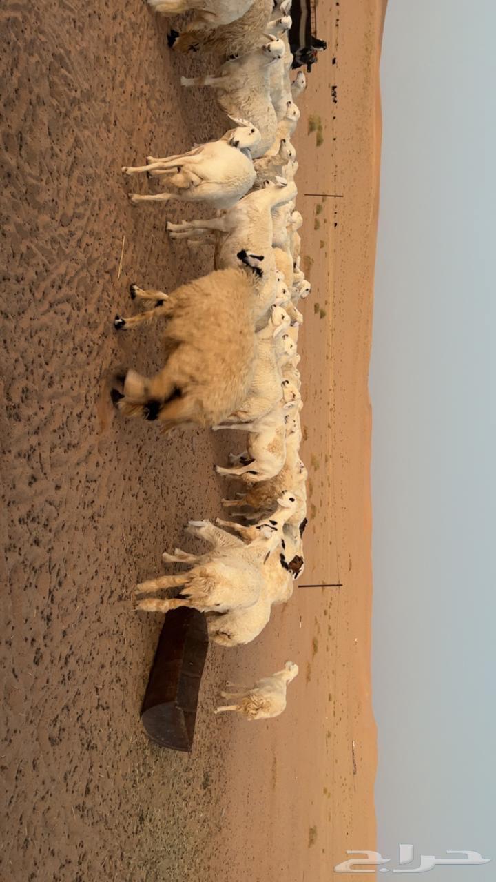 حريات للبيع64388371634947112