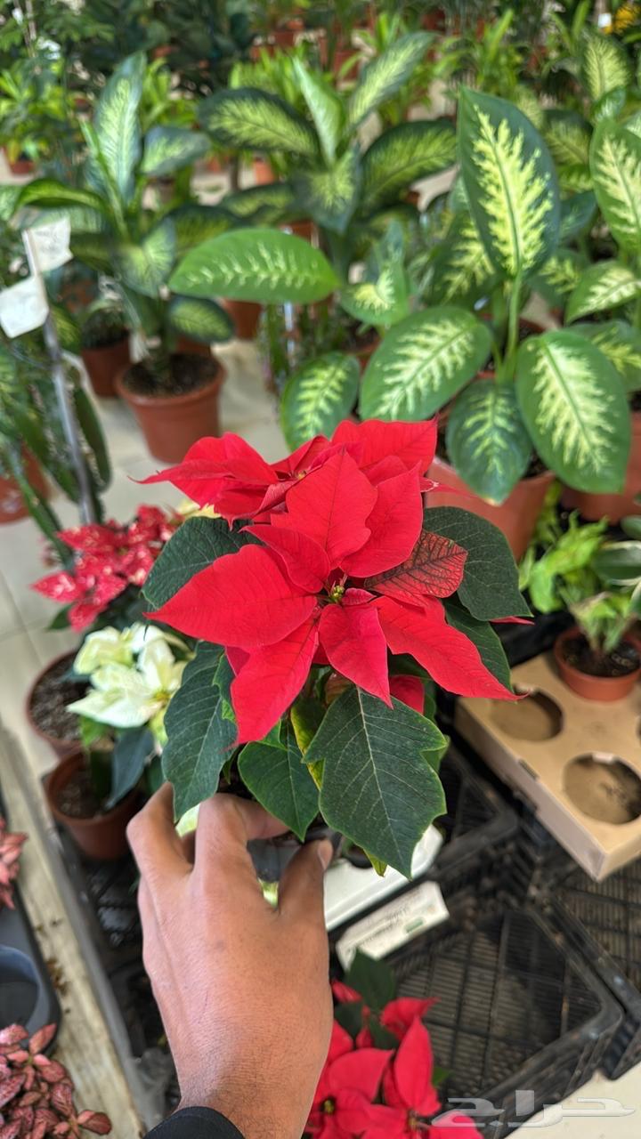 We offer you the highest quality seedlings and palm trees at competitive prices64380778780675112