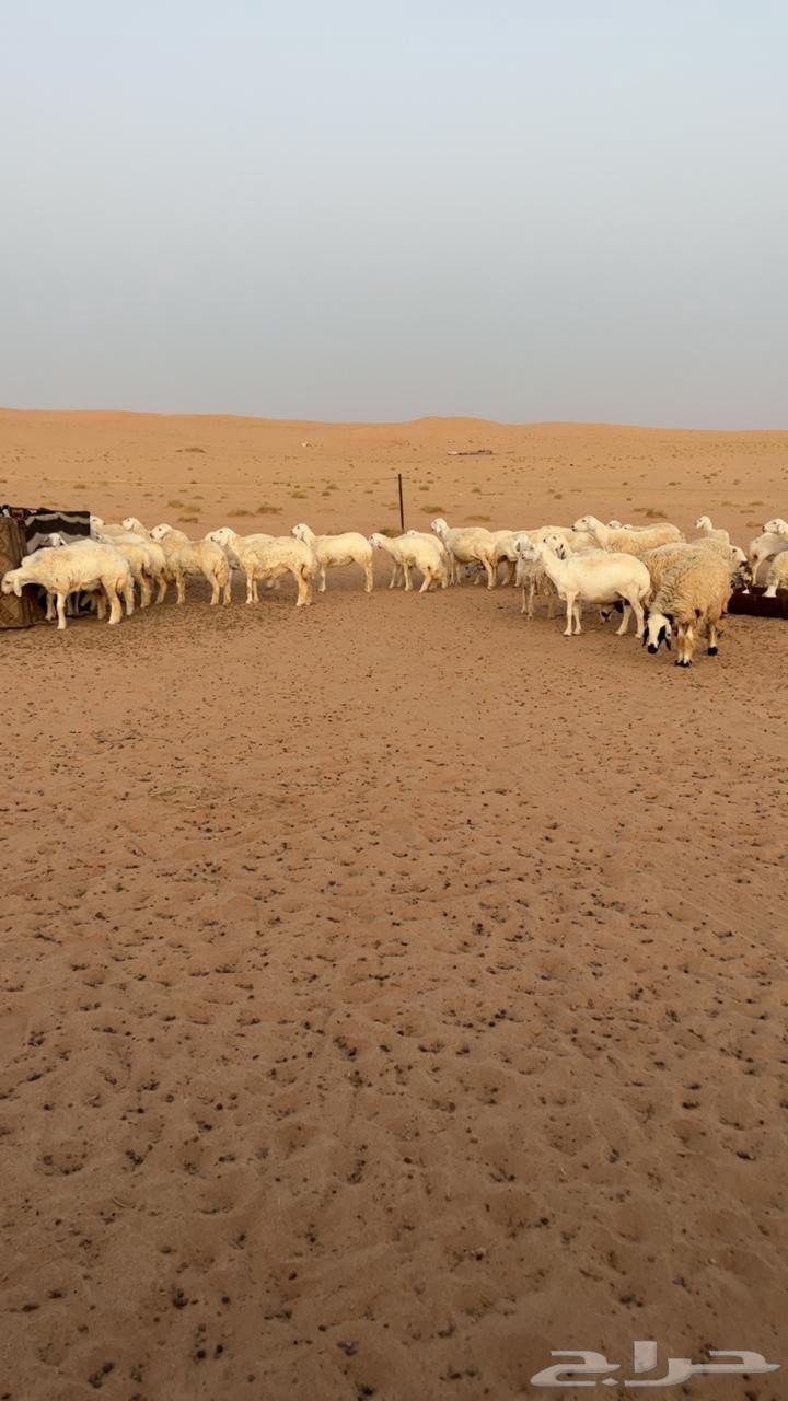 حريات للبيع64388371634947111