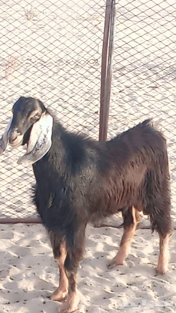 تيس حبشي عمره 8 شهور صنف64372565196035113