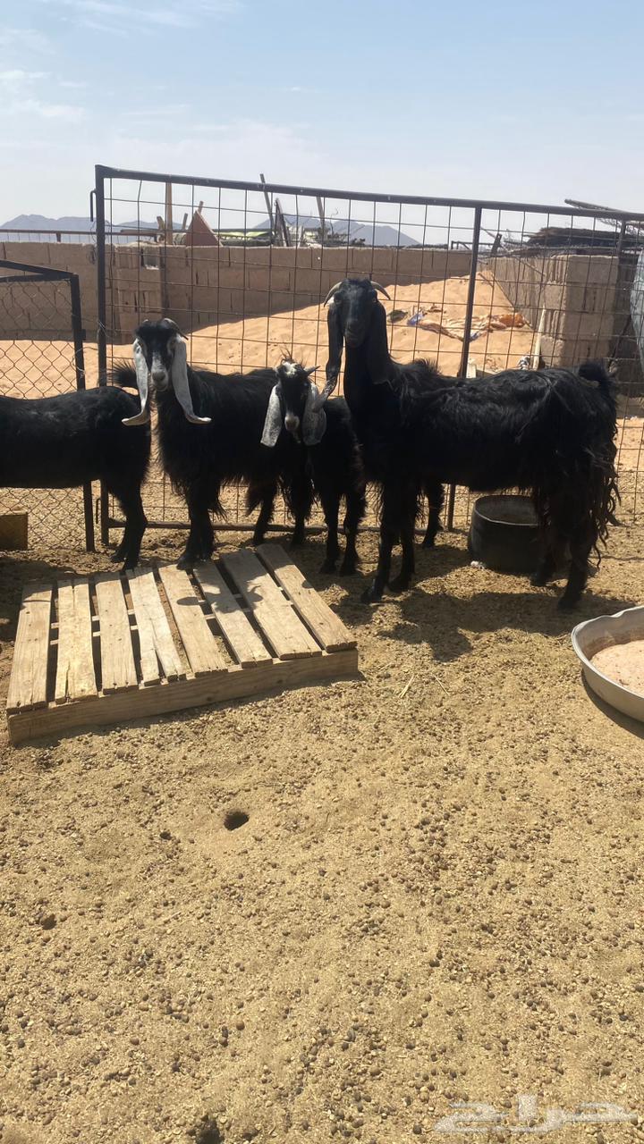 للبيع معزا عوارض طيبه64382928273281112