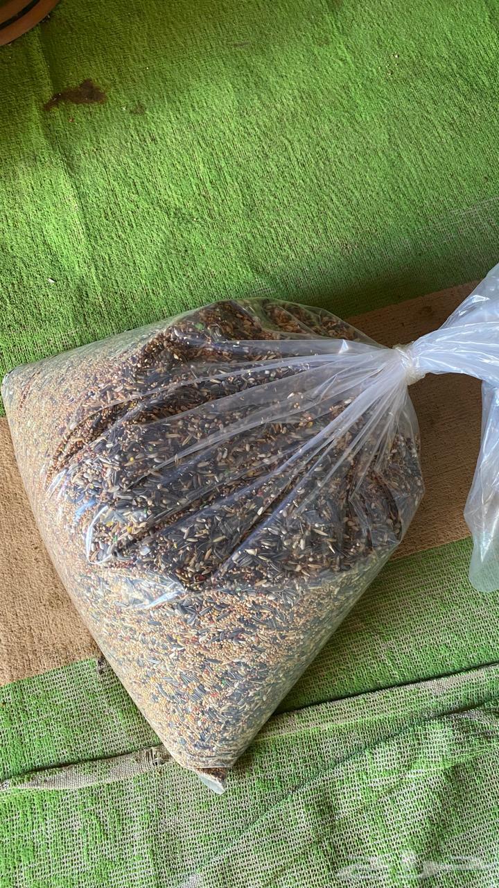 طيور كروان للبيع64388065200770114