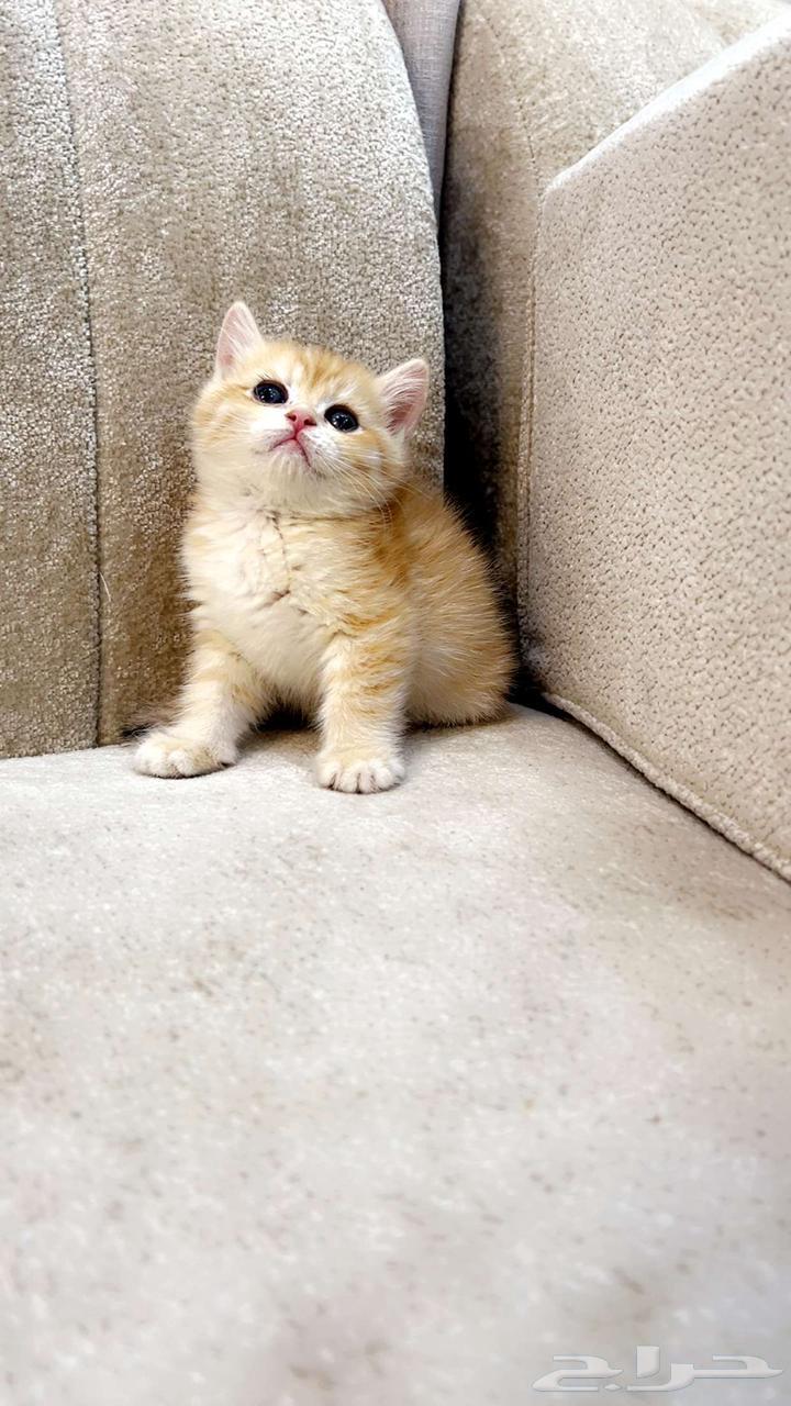 Scotch and Manx kittens for sale, Taby and Tabby64379123687810113