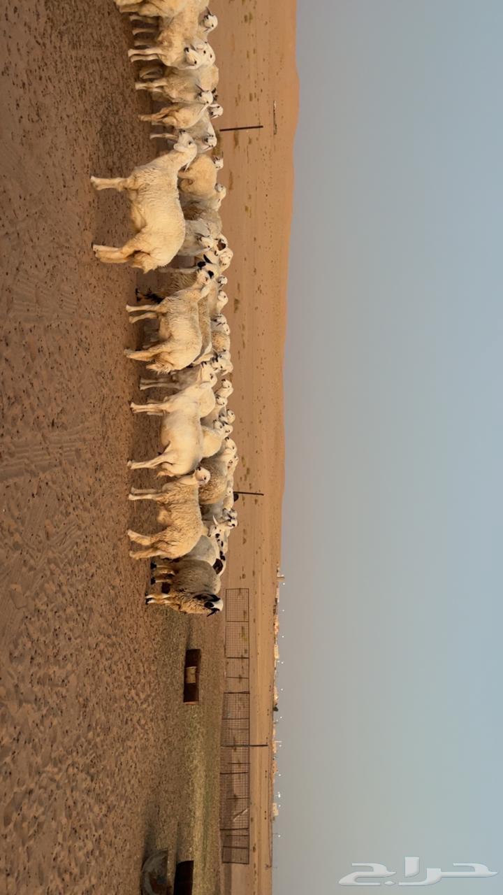 حريات للبيع64388371634947113