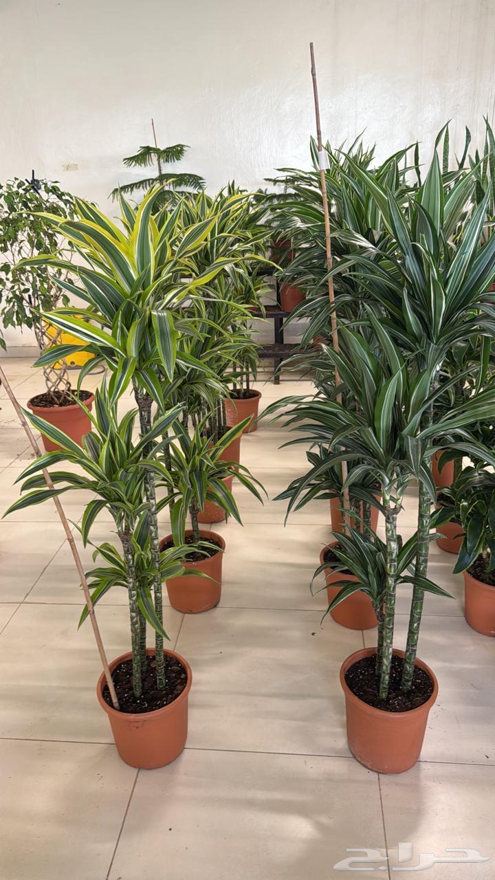 We offer you the highest quality seedlings and palm trees at competitive prices64380778780675113