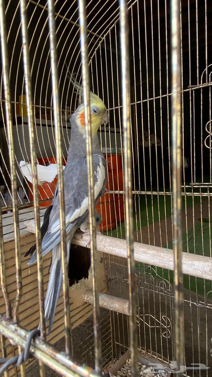 طيور كروان للبيع64388065200770113