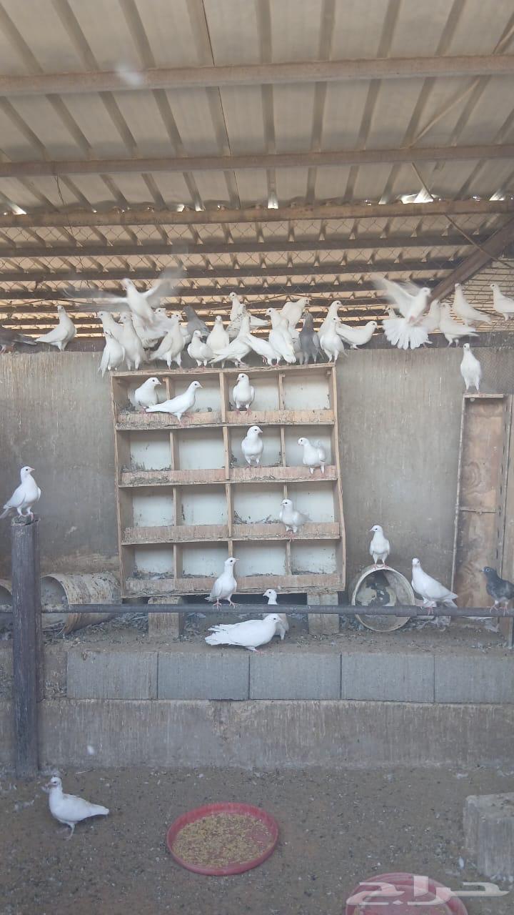 حمام للبيع64381767860867110