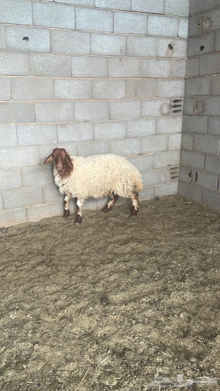 رخله طيبه للبيع العمر فوق خمس شهور64386892065027111