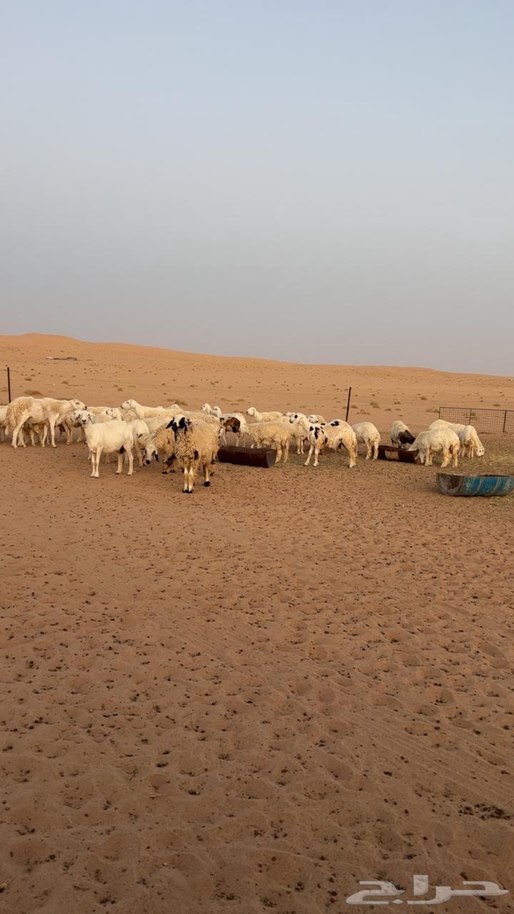 حريات للبيع64388371634947110