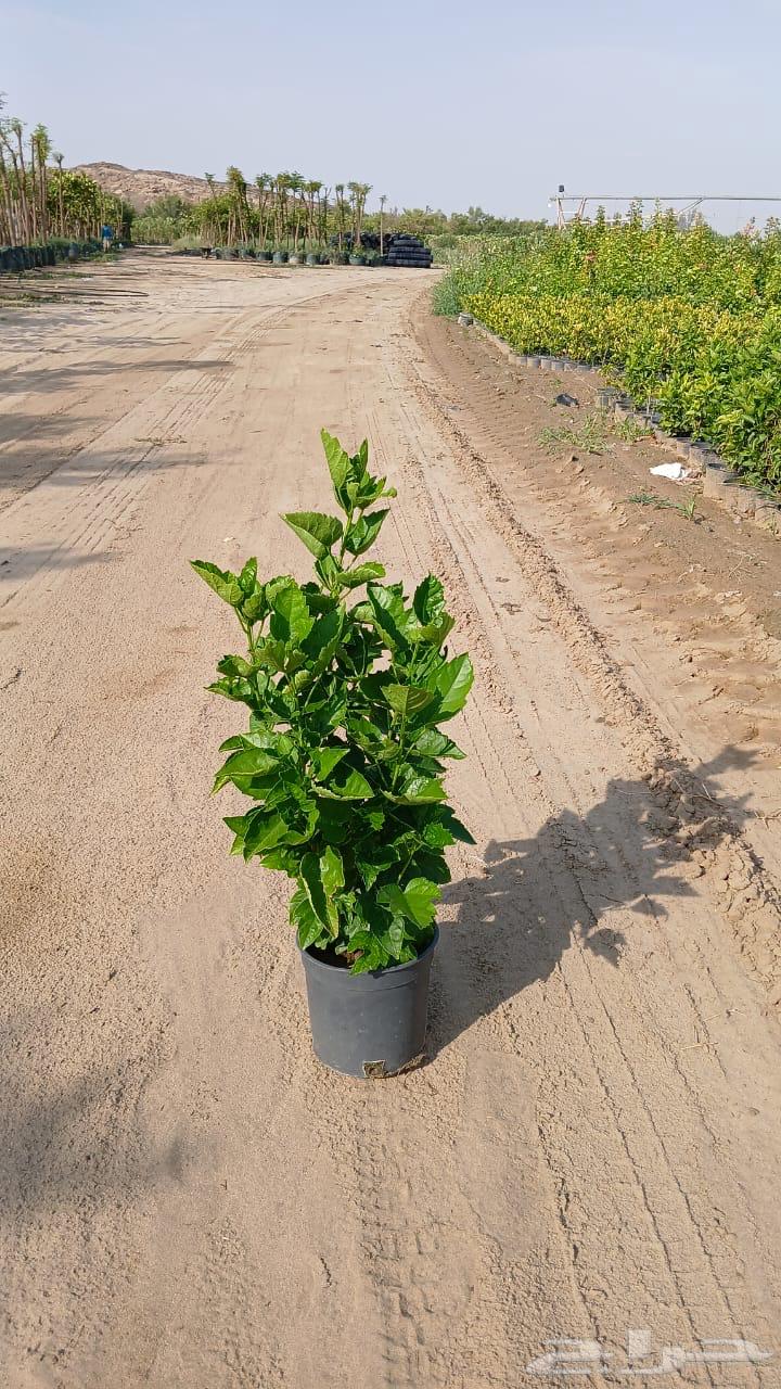 We offer you the highest quality seedlings and palm trees at competitive prices64380778780675111