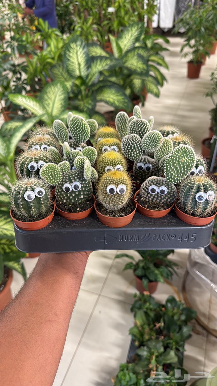 We offer you the highest quality seedlings and palm trees at competitive prices64380778780675114