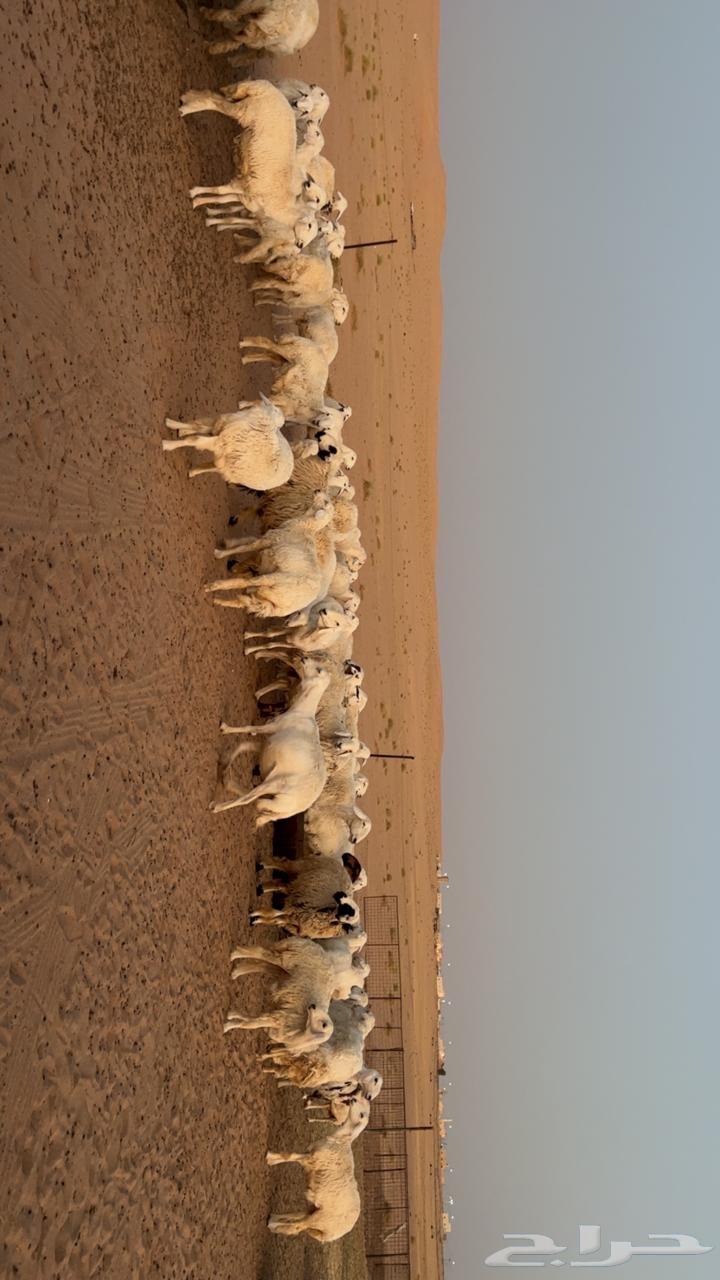 حريات للبيع64388371634947114