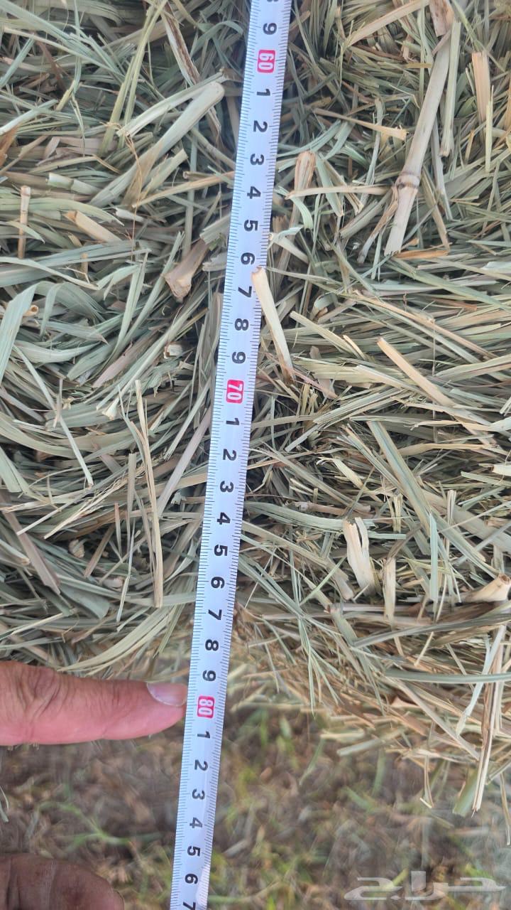 بلوبنك ناعم وزن من 18 وأكثر شد طيب64380521681283112