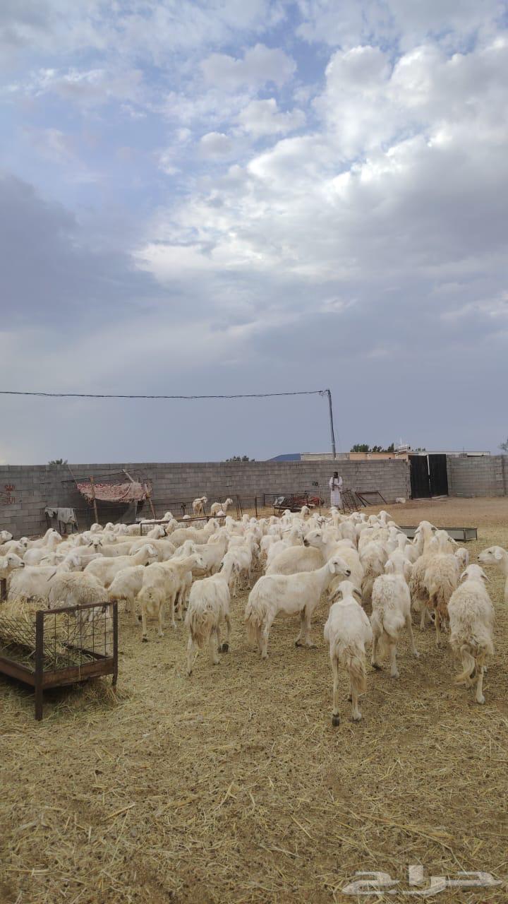 للبيع ضان حريات صنف منوة القناي مقنوي 100 بفحوله 264379856726017111