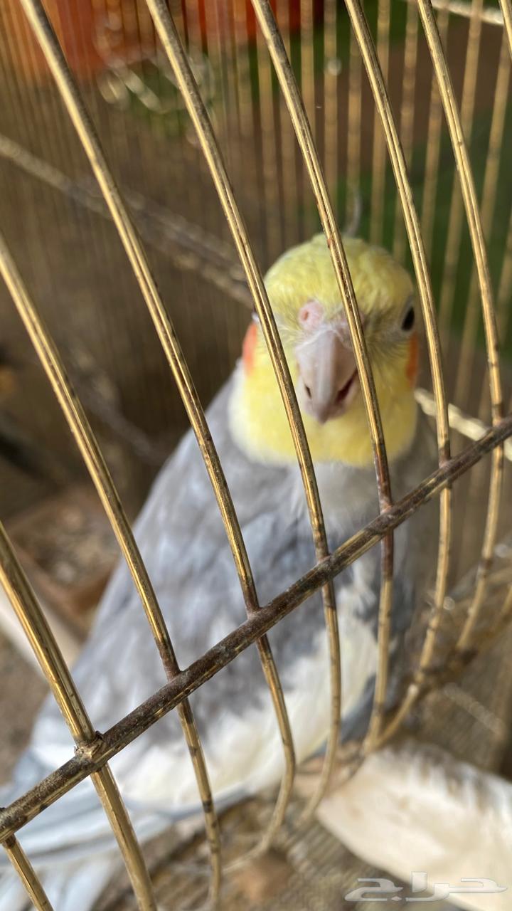 طيور كروان للبيع64388065200770110