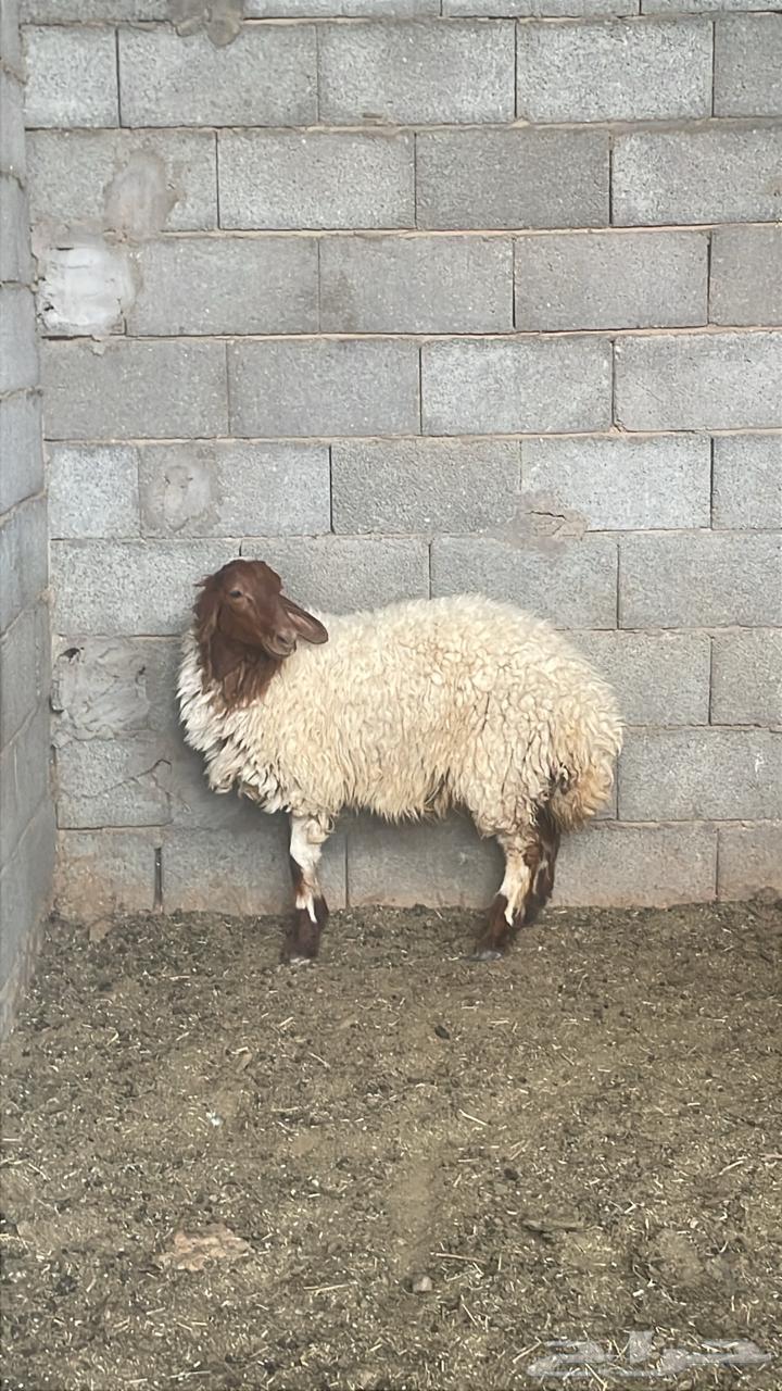 رخله طيبه للبيع العمر فوق خمس شهور64386892065027110