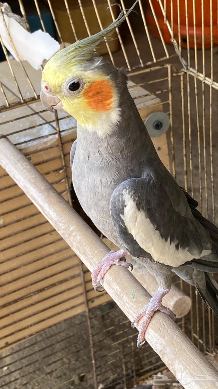 طيور كروان للبيع64388065200770111